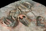 Cluster of Basseiarges & Phacopid Trilobites - Jorf, Morocco #131292-8